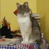 Отзыв от Кира Шаповалова